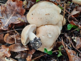 Calocybe gambosa