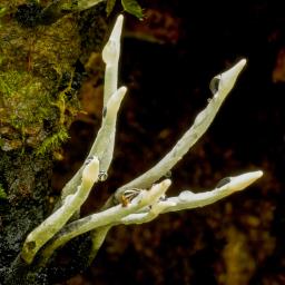 Xylaria hypoxylon