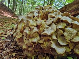 Polyporus umbellatus