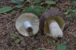 Russula integra