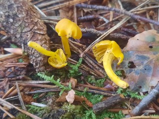 Cantharellus romagnesianus