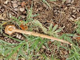 Battarrea phalloides