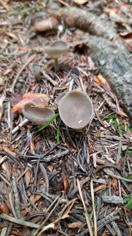 Helvella macropus