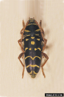 Plagionotus arcuatus