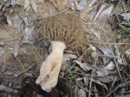 Morchella eximia