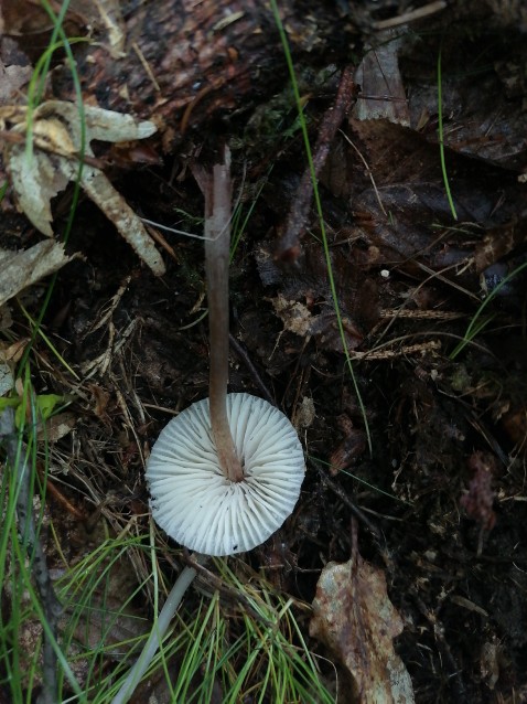 Mycena inclinata