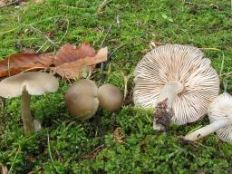 Entoloma rhodopolium