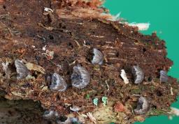 Resupinatus striatulus