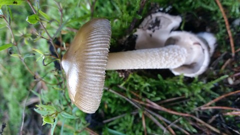 Amanita battarrae