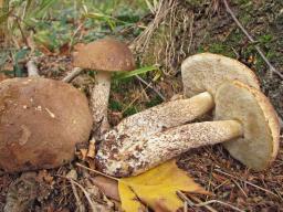 Leccinum schistophilum