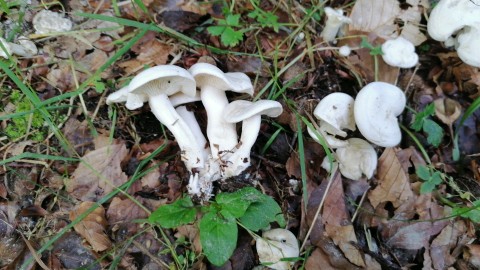 Leucocybe connata