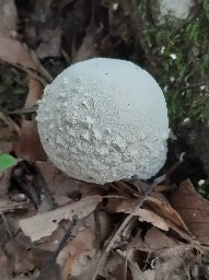 Lycoperdon mammiforme