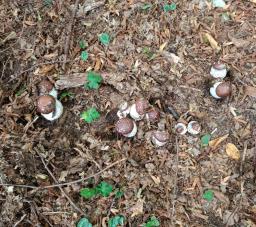 Cortinarius praestans