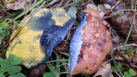 Cyanoboletus pulverulentus