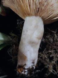 Lactarius pterosporus