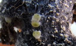 Ascobolus michaudii