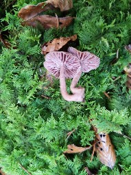 Laccaria amethystina