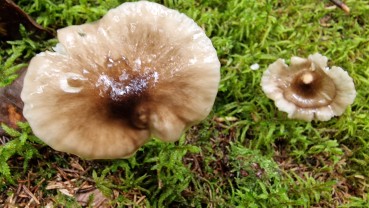 Hygrophorus olivaceoalbus