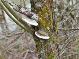 Phellinus igniarius