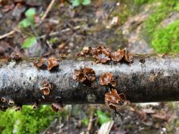 Encoelia furfuracea