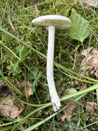 Melanoleuca strictipes