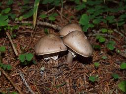 Amanita porphyria