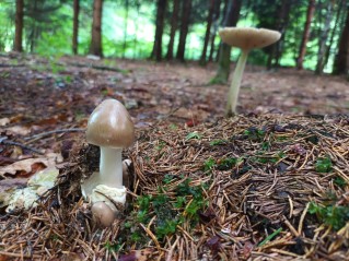 Amanita pachyvolvata