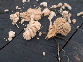 Schizophyllum commune
