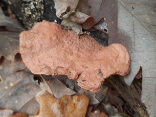 Hapalopilus nidulans