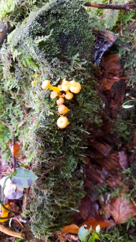 Cantharellus tubaeformis var. lutescens