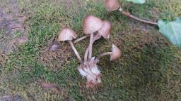 Mycena stipata