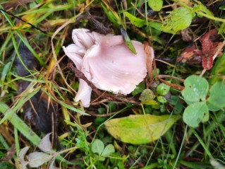 Porpolomopsis calyptriformis