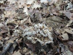 Craterellus undulatus