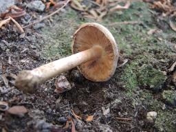 Inocybe corydalina