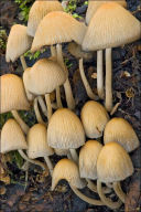 Coprinellus micaceus