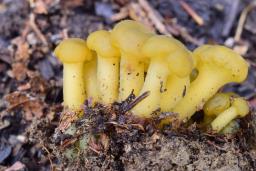 Leotia lubrica