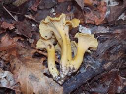 Cantharellus melanoxeros