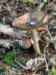 Amanita pantherina
