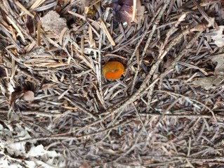 Caloscypha fulgens