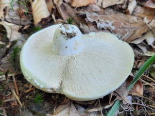 Lactifluus glaucescens