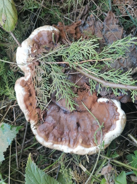 Ganoderma carnosum