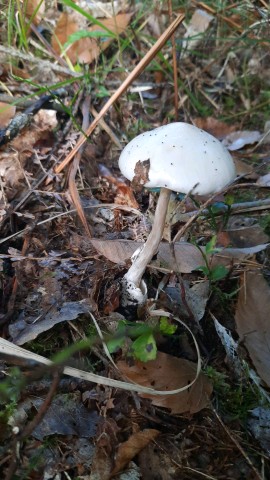 Amanita virosa