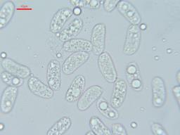 Heteroradulum kmetii