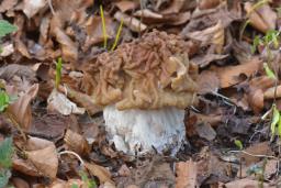 Gyromitra ticiniana