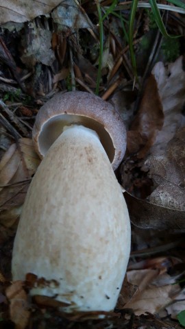 Boletus pinophilus