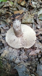 Russula nigricans