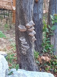 Phellinus pomaceus