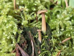 Lichenomphalia umbellifera