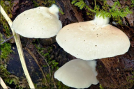 Crepidotus mollis