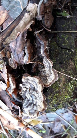 Auricularia mesenterica